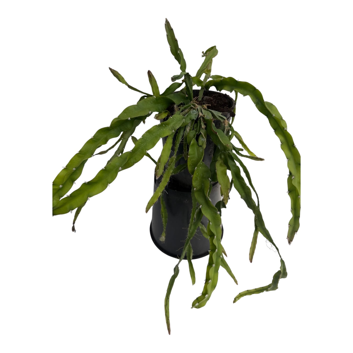 Rhipsalis cruciformis Large