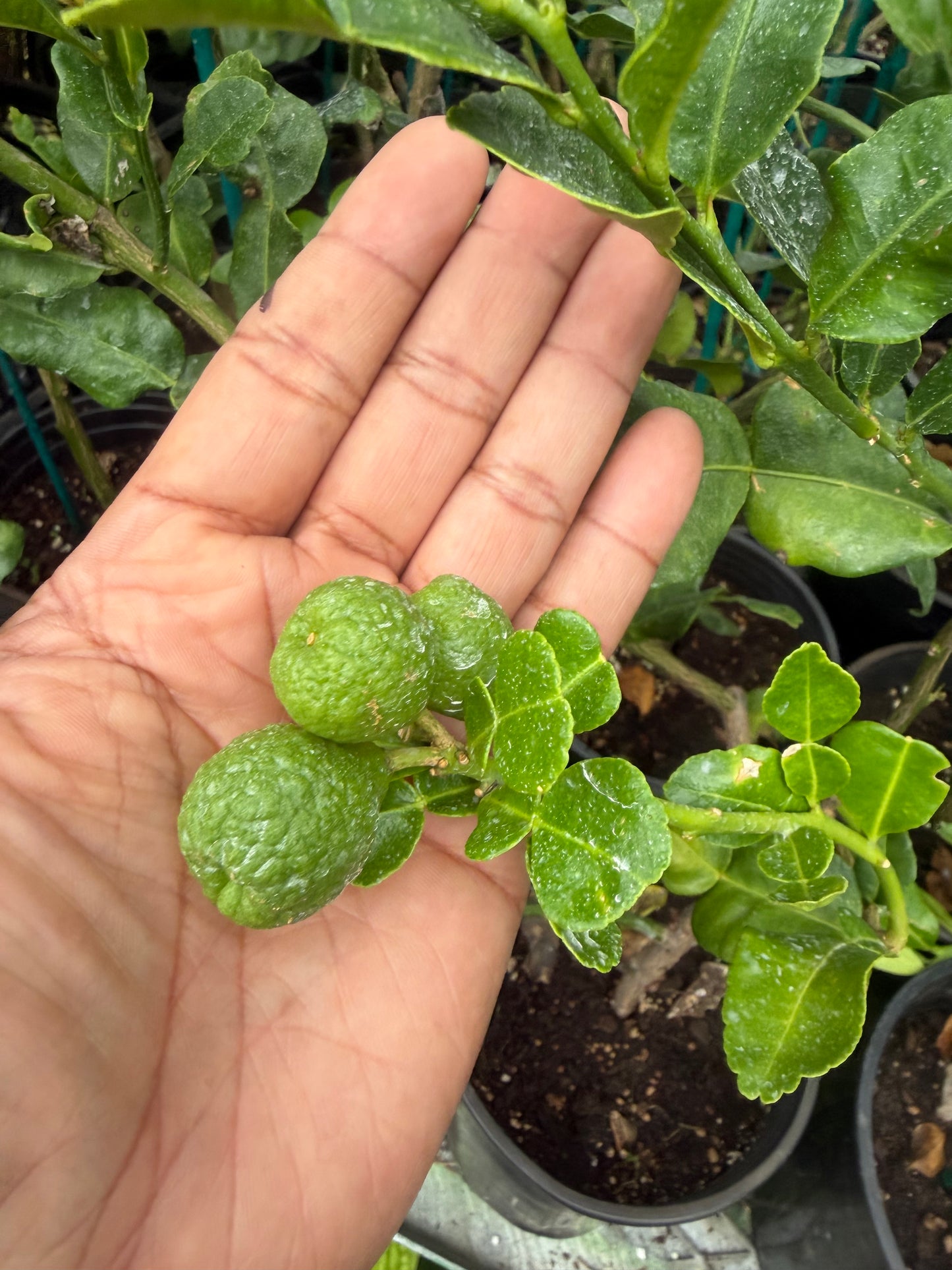 Kaffir Lime Tree (Makrut ) grafted