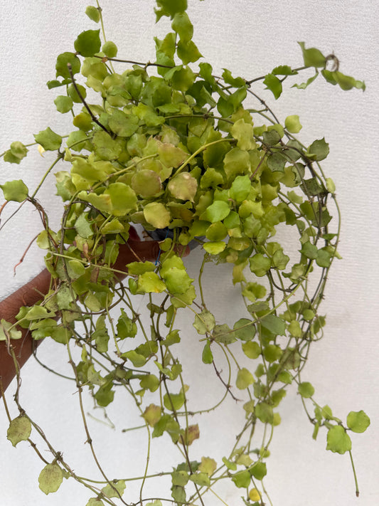Hoya enduensis Large