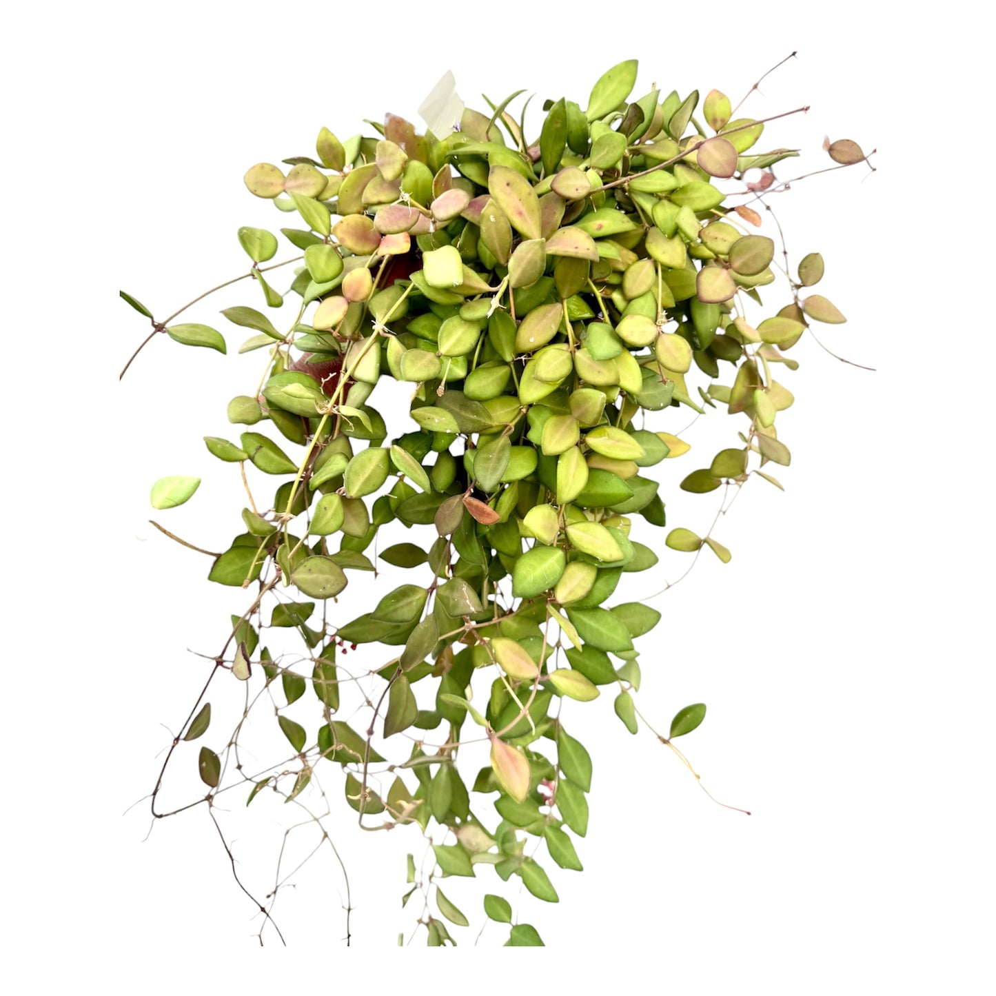 Hoya tsangii large