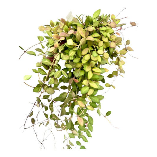 Hoya tsangii large
