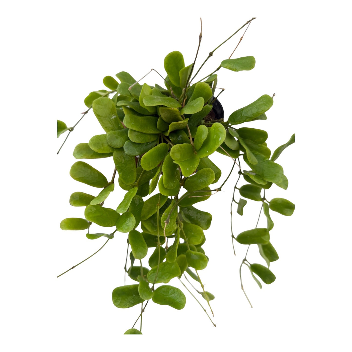 Hoya rotundiflora large
