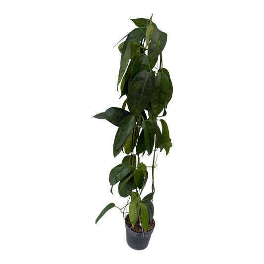 Hoya buoti large vine