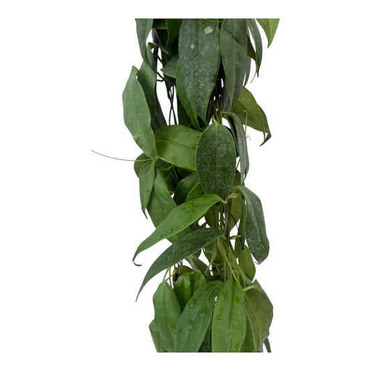 Hoya buoti large vine