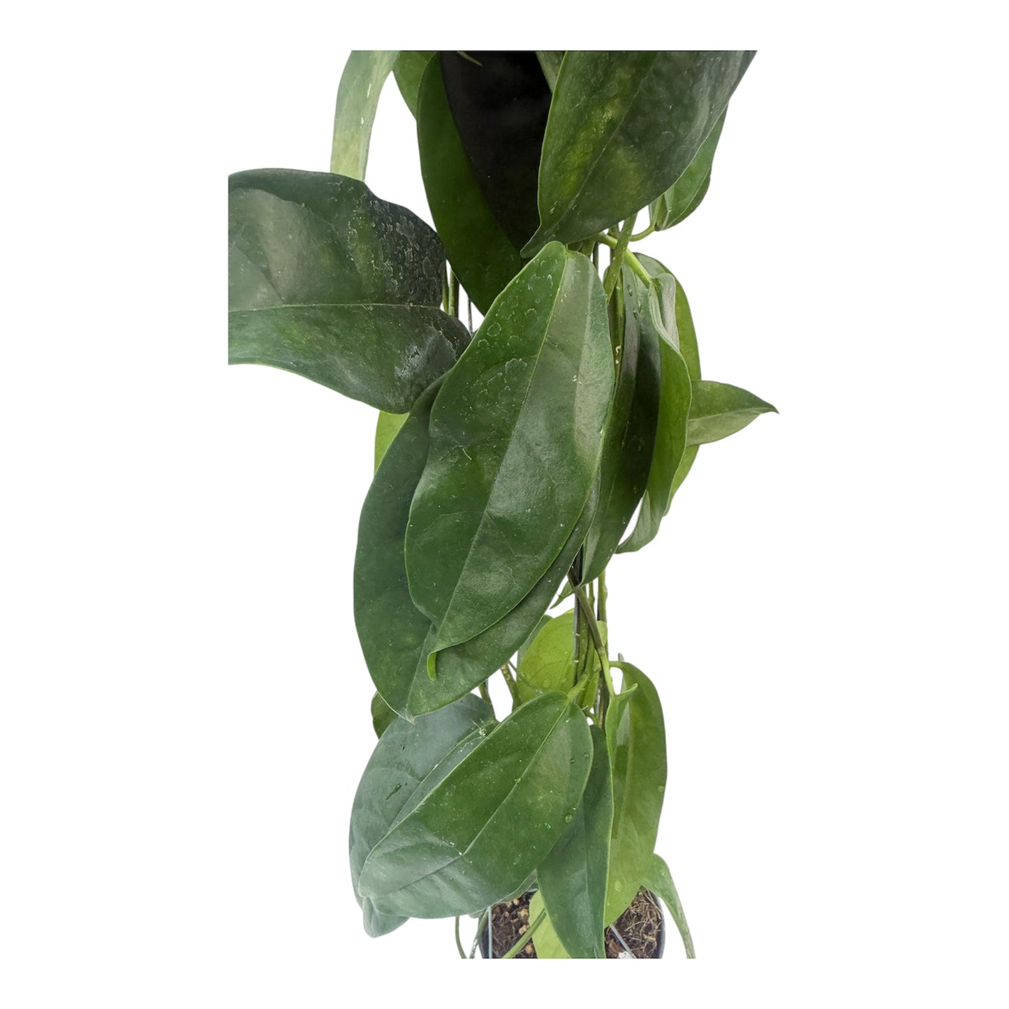 Hoya buoti large vine