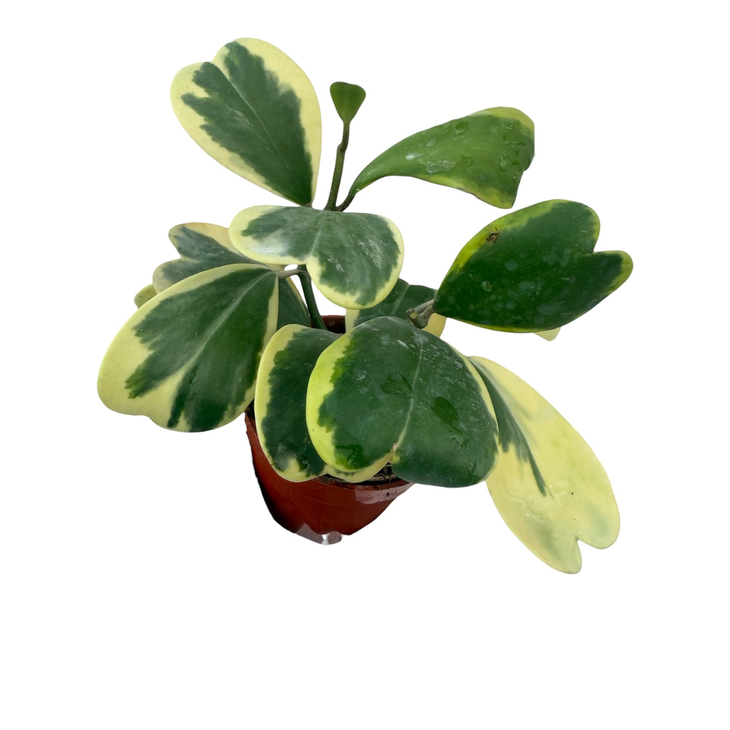 Hoya Kerri Heart Variegated