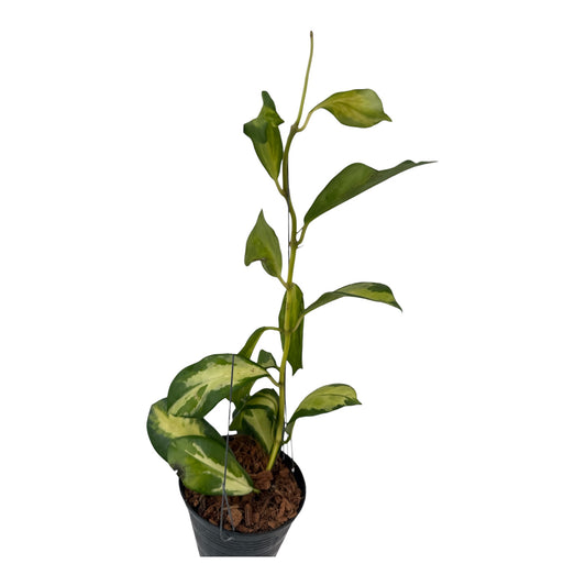 Hoya diversifolia maharani