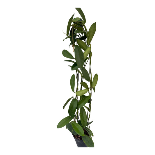 Hoya meliflua large vine