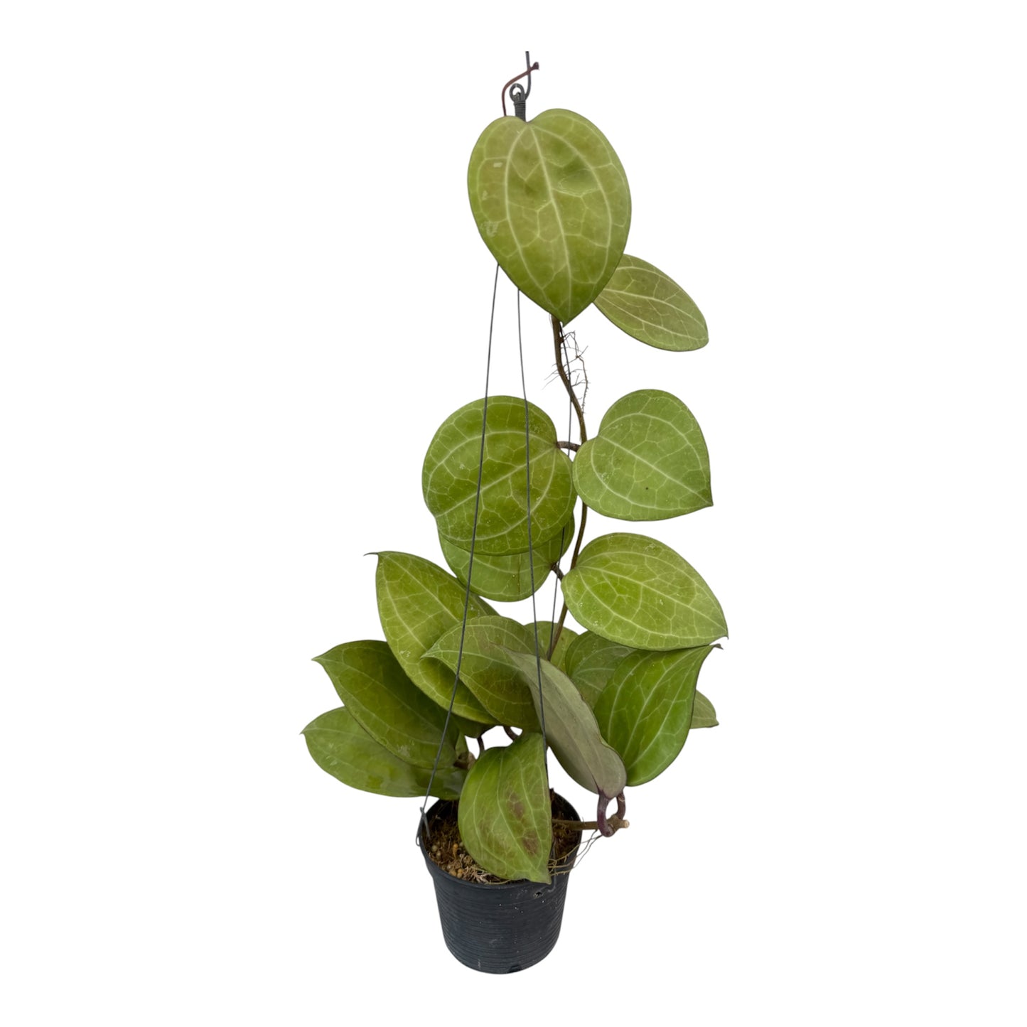 Hoya Sarawak crème