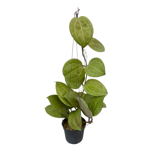 Hoya Sarawak crème
