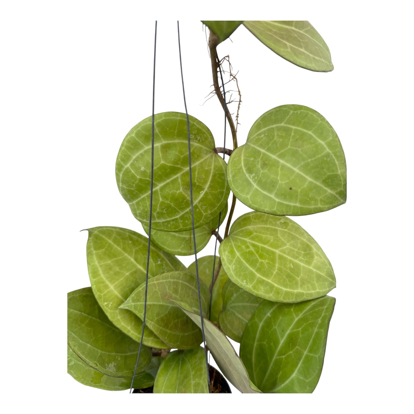 Hoya Sarawak crème