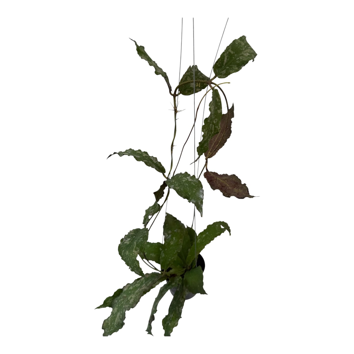 Hoya undulata Splash large vine