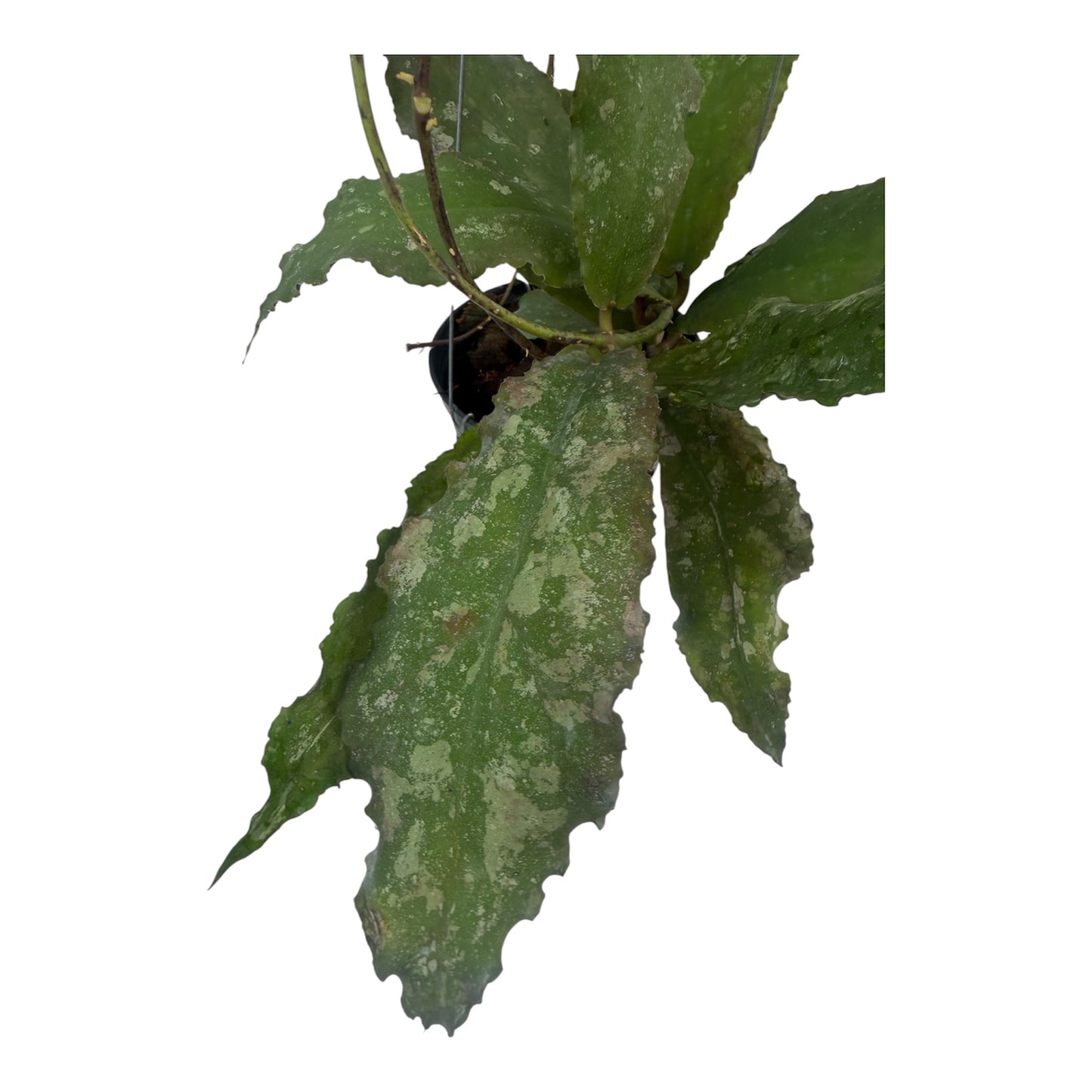 Hoya undulata Splash large vine