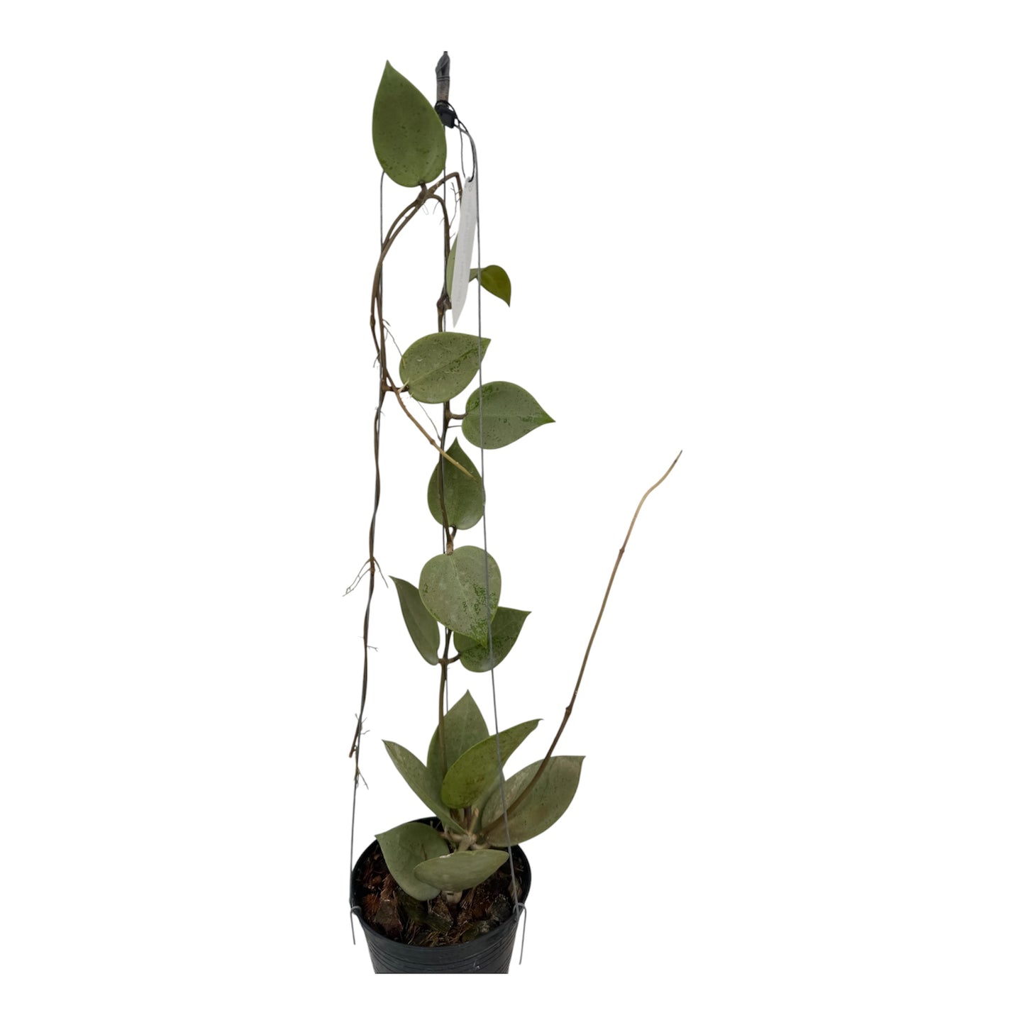 Hoya Parasitica " Heart Leaf silver" vine