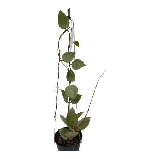 Hoya Parasitica " Heart Leaf silver" vine