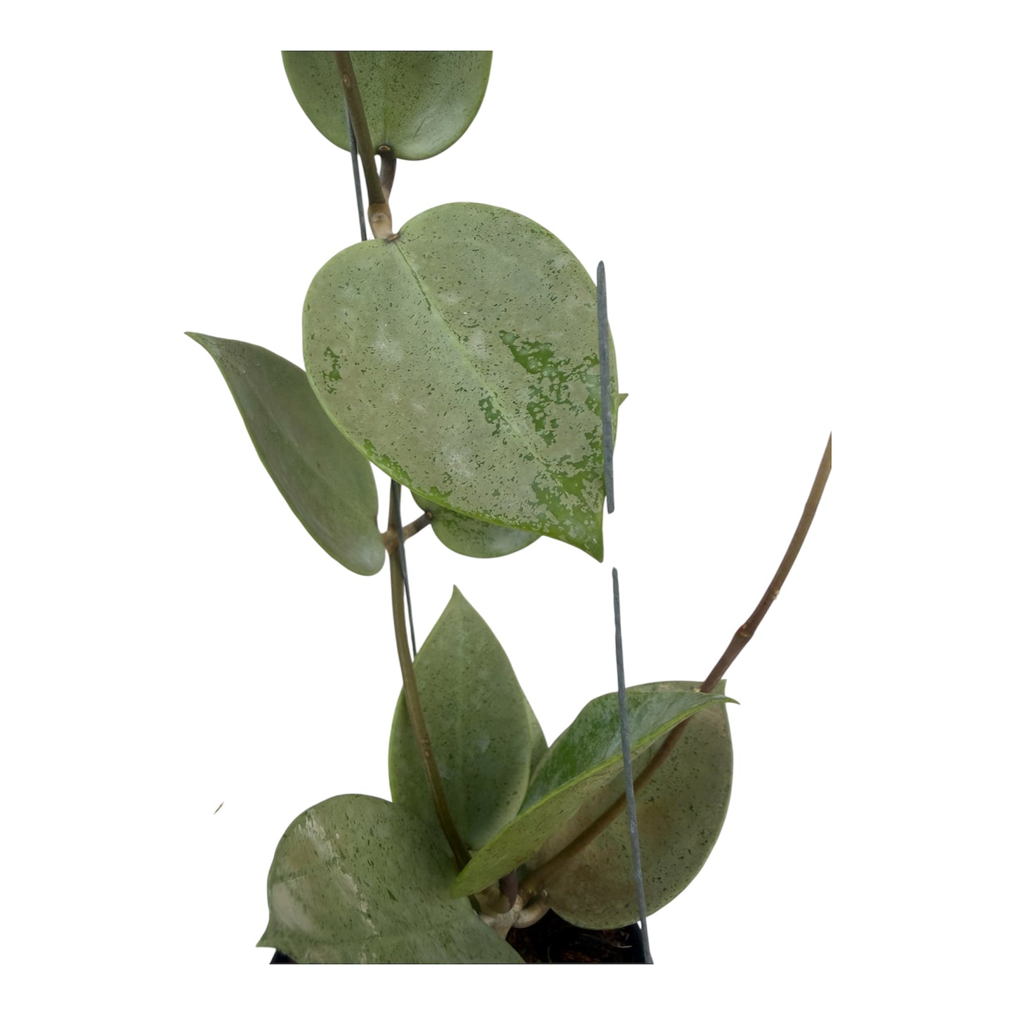 Hoya Parasitica " Heart Leaf silver" vine