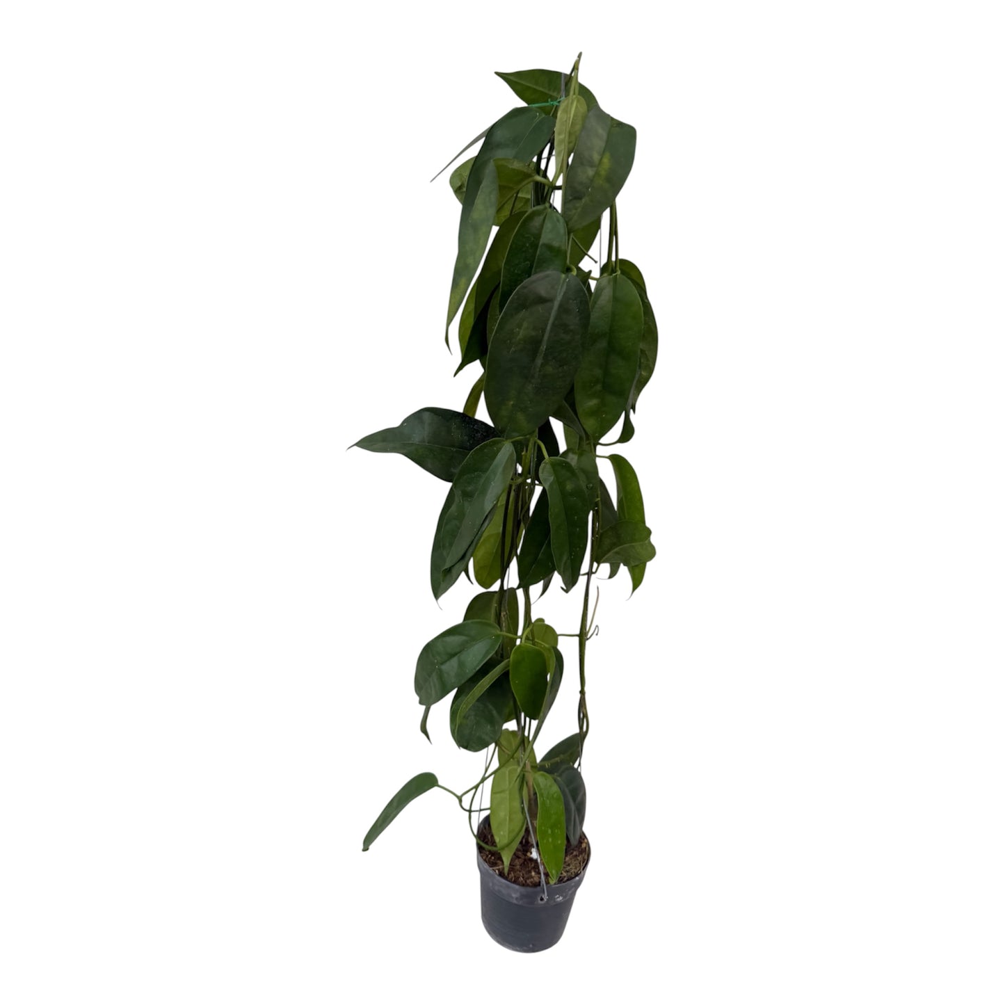 Hoya Halcopiensis Vine