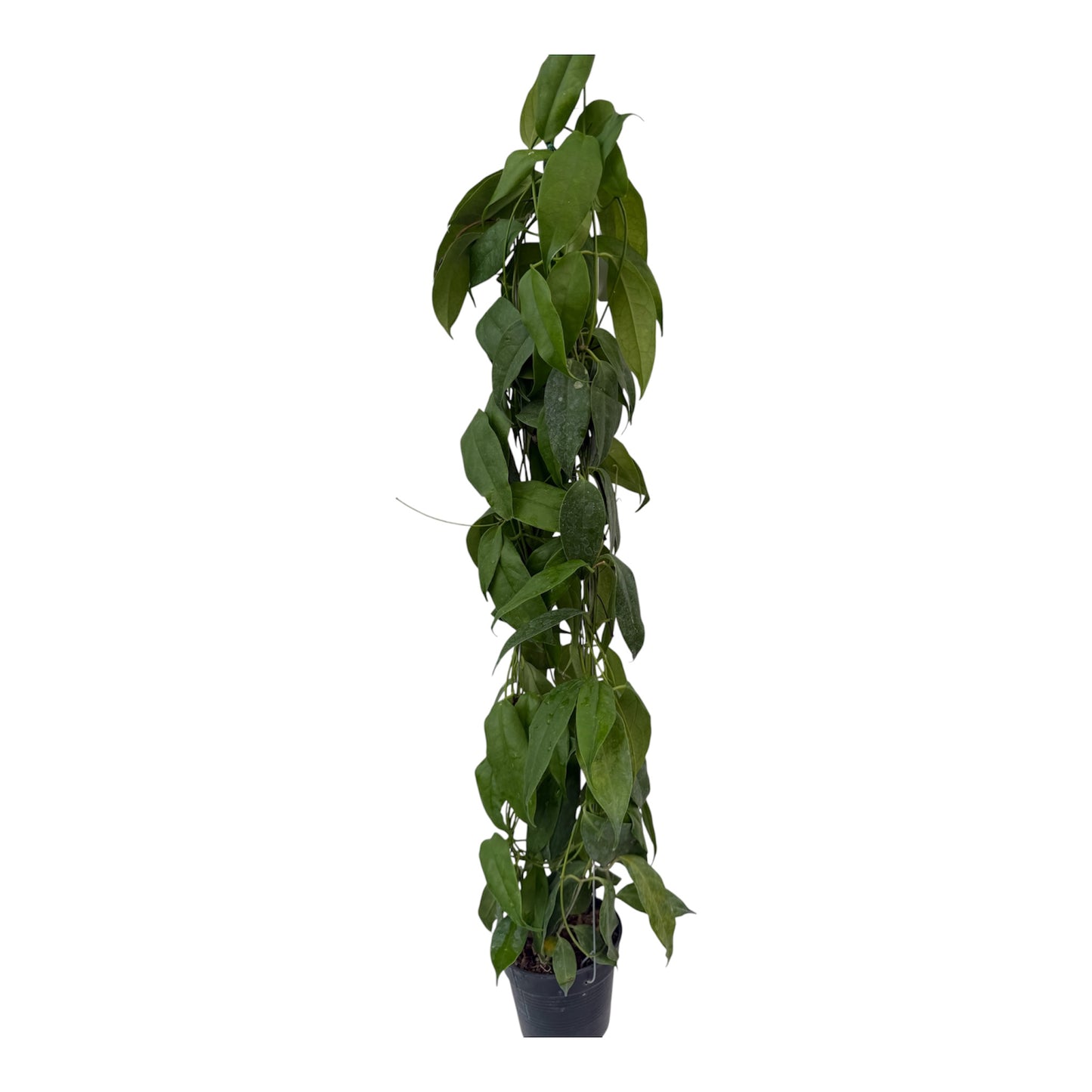 Hoya Halcopiensis Vine