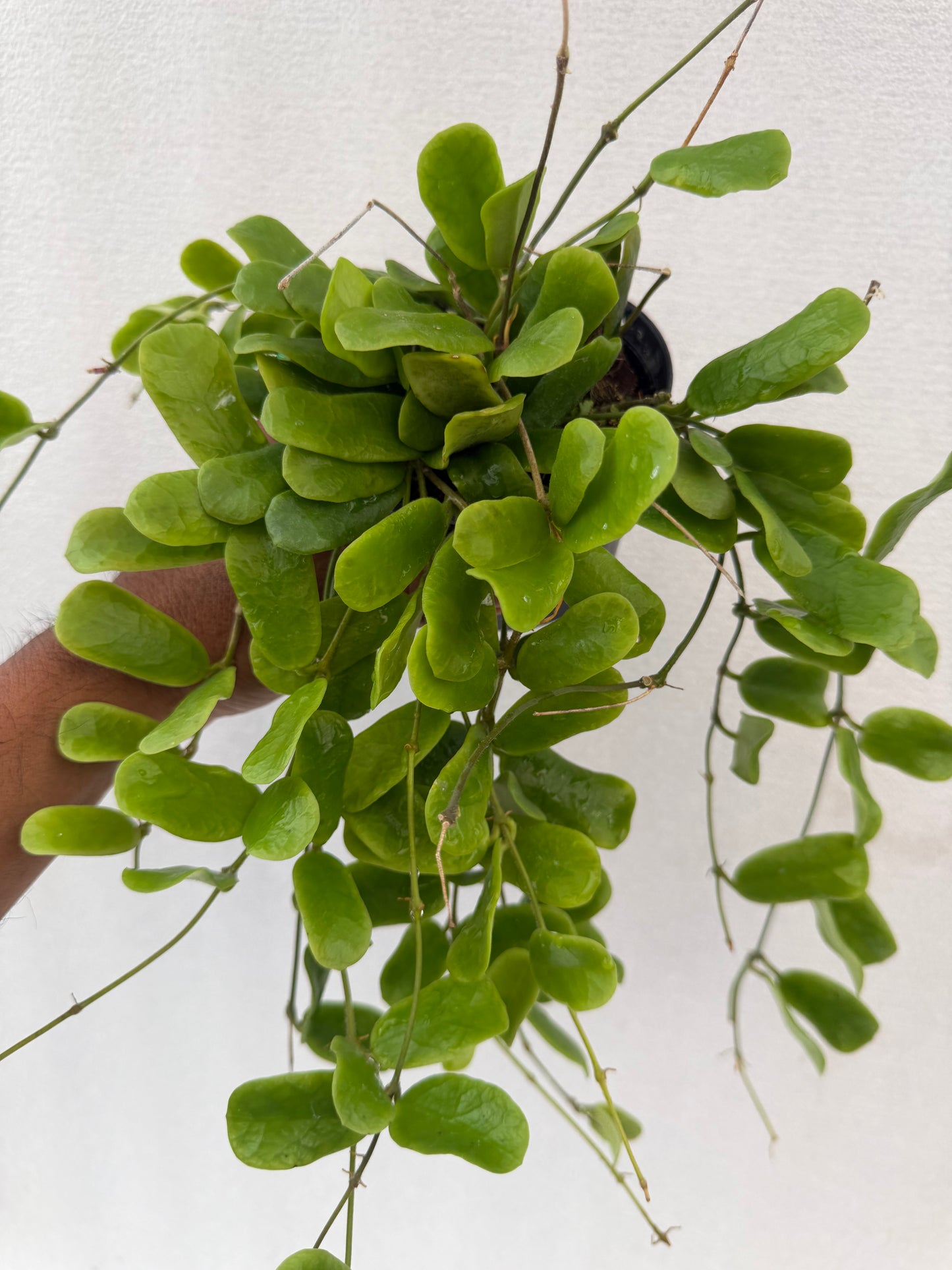 Hoya rotundiflora large