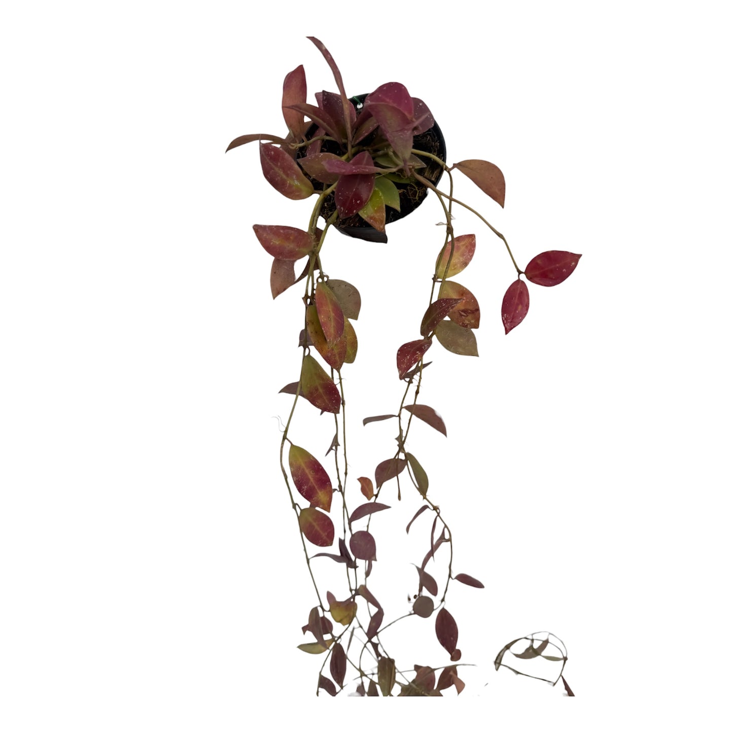 Hoya walliniana UT-152 vine