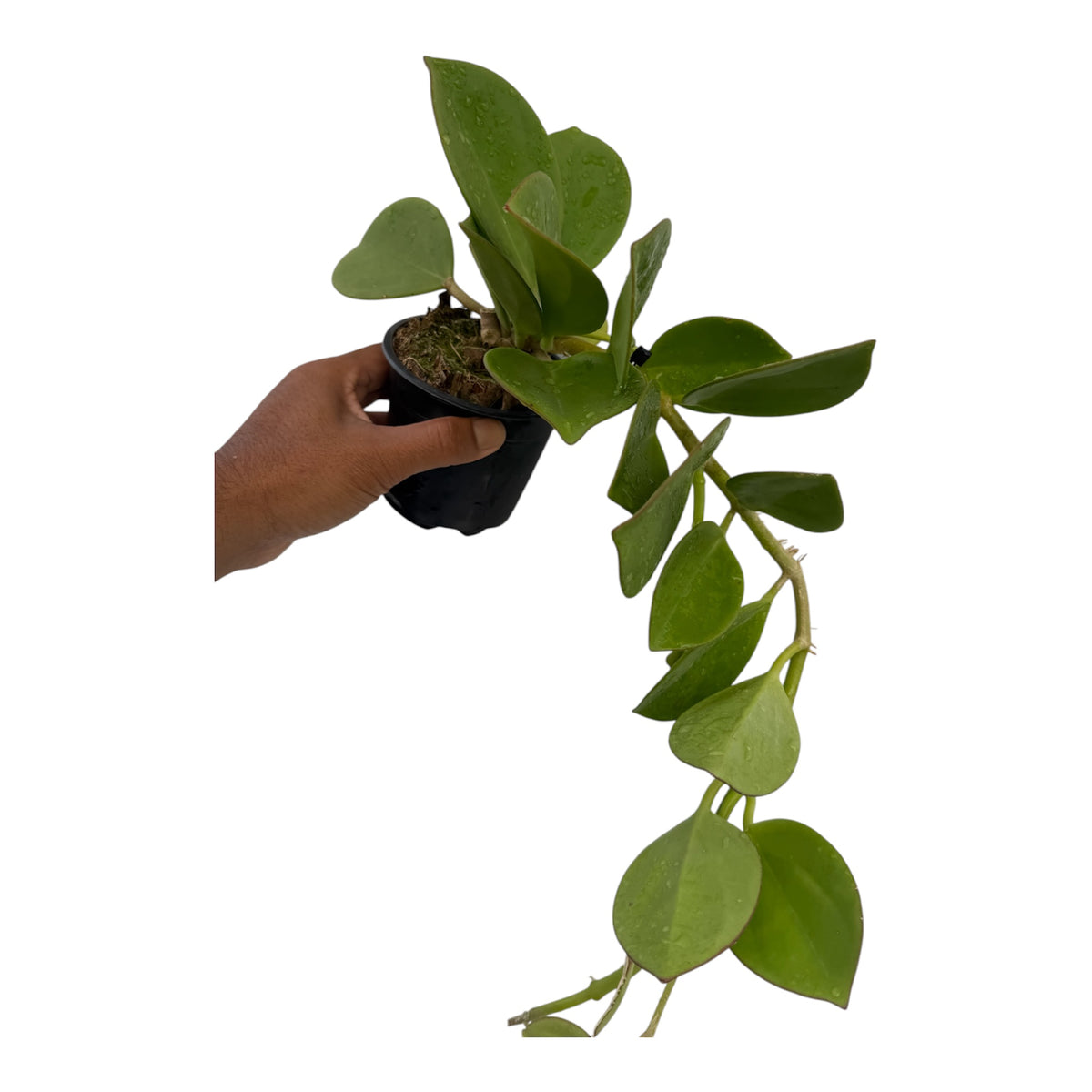 Hoya pachyclada green