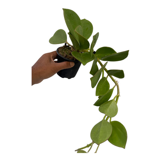 Hoya pachyclada green