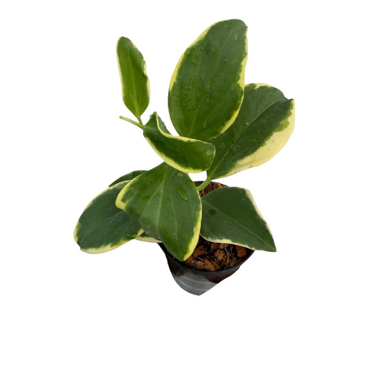 Hoya pachyclada variegated