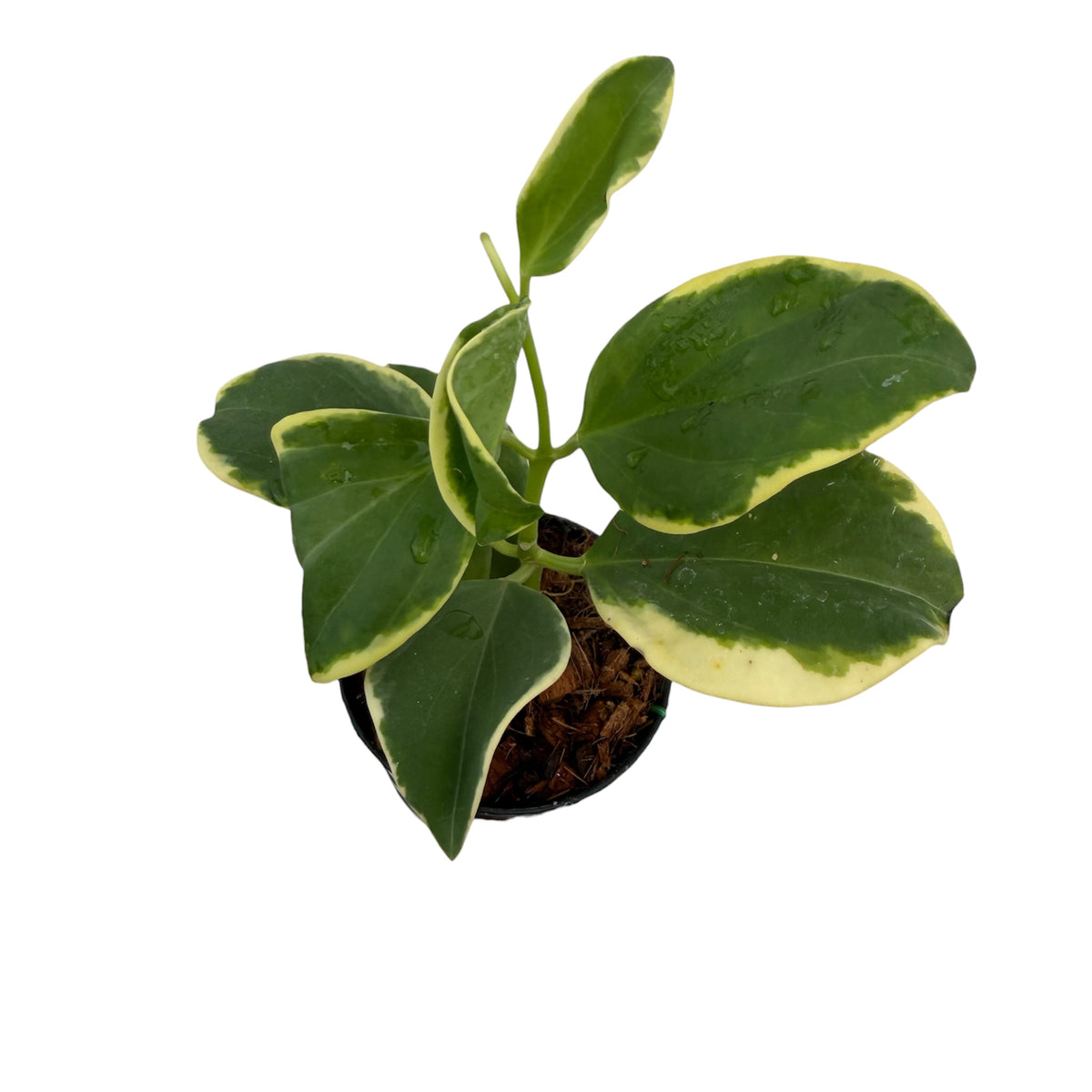 Hoya pachyclada variegated