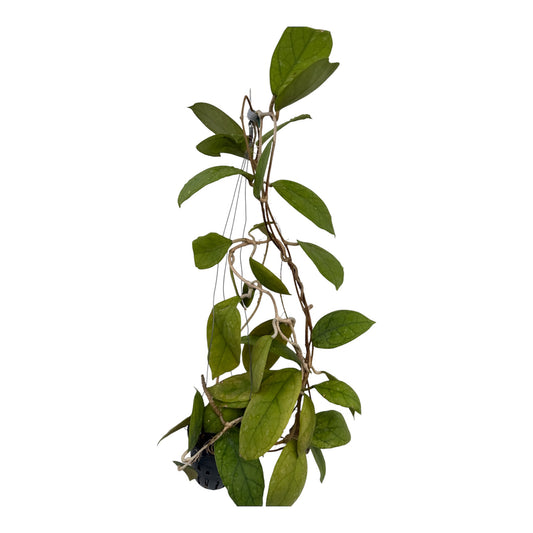 Hoya vitellinoides Vine