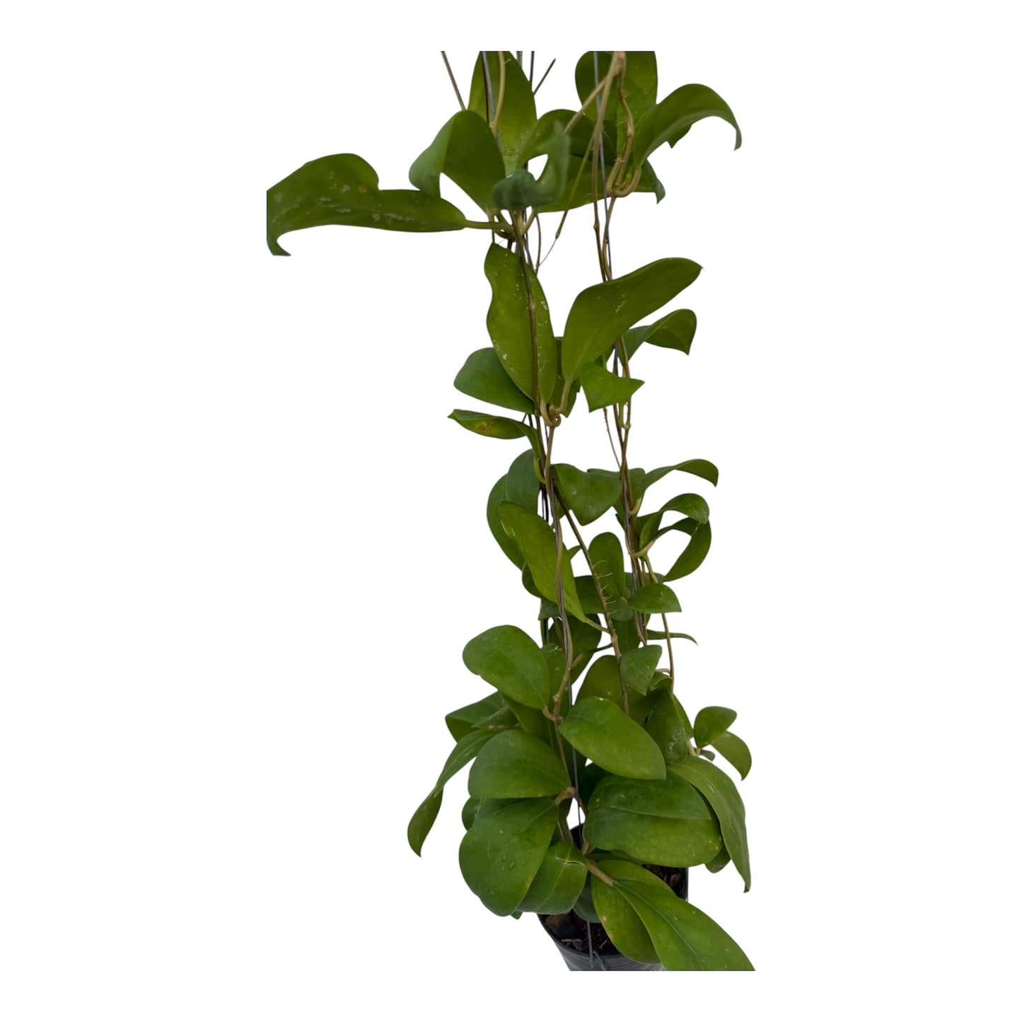 Hoya mindorensis vine