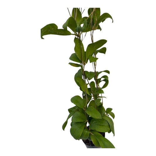 Hoya mindorensis vine