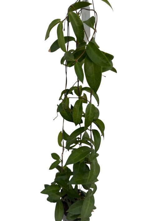 Hoya Patella pink Vine