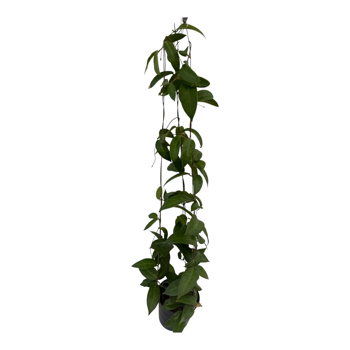 Hoya Patella pink Vine