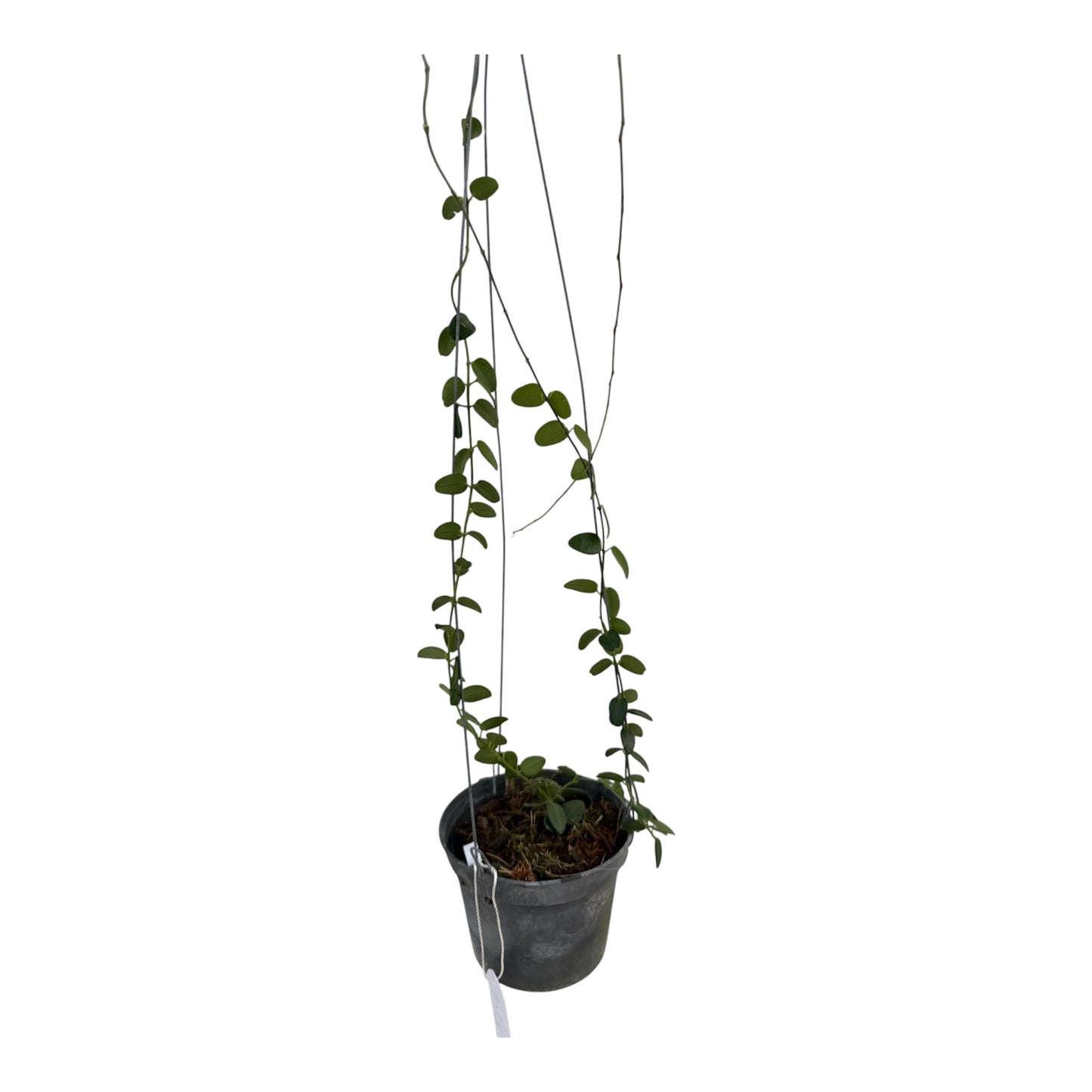 Hoya pulleana vine