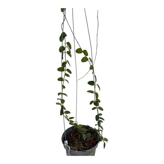 Hoya pulleana vine
