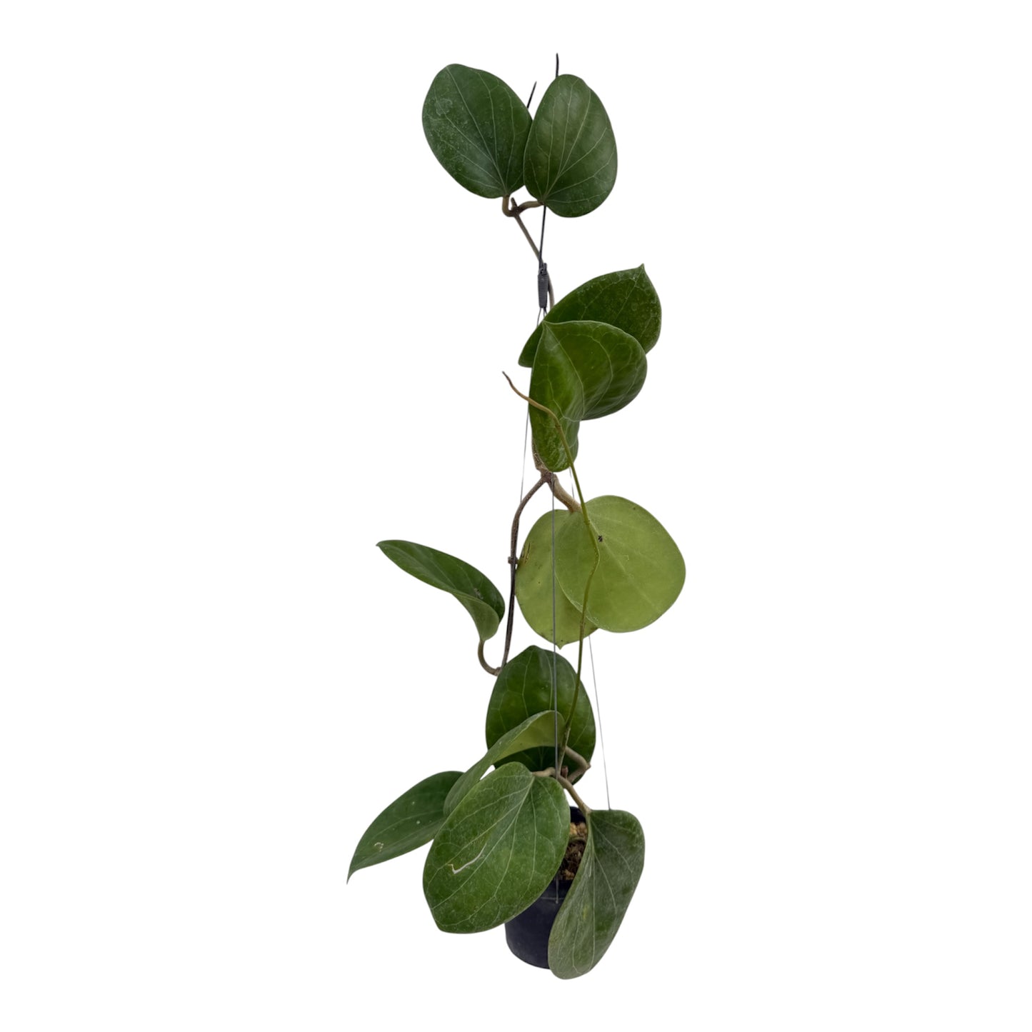 Hoya png Sp 432 Vine