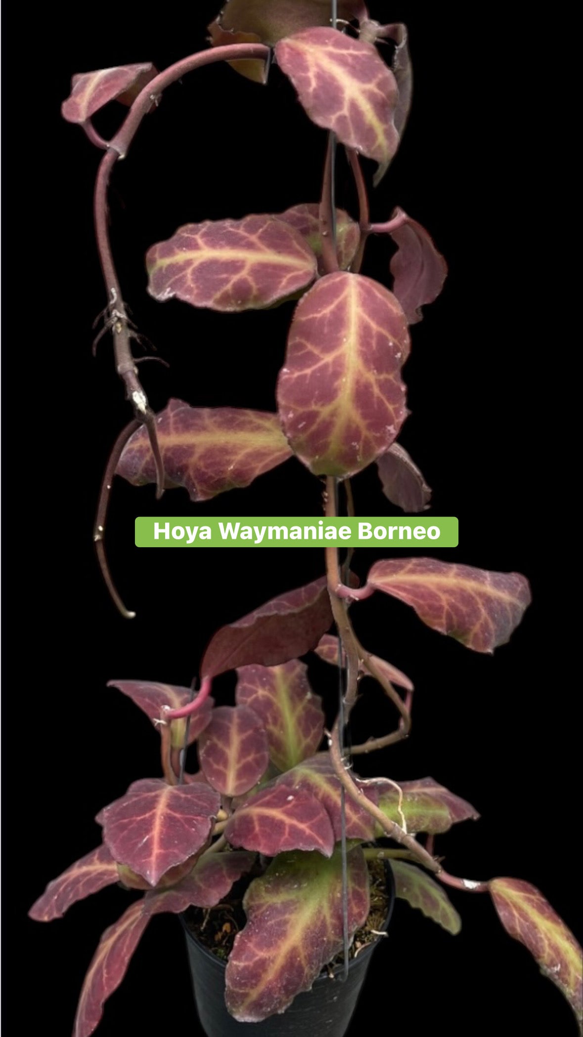Hoya wermanea