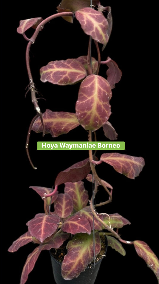Hoya wermanea