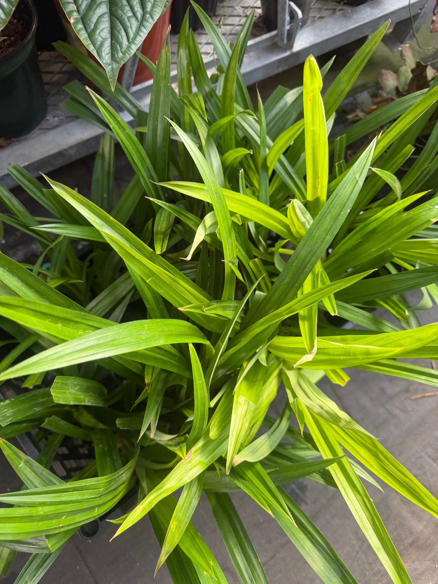 Pandan Plant