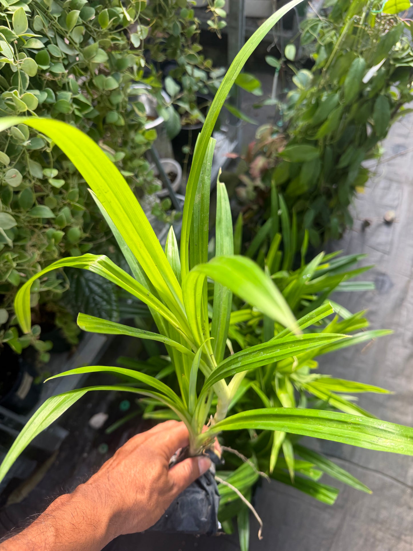 Pandan Plant