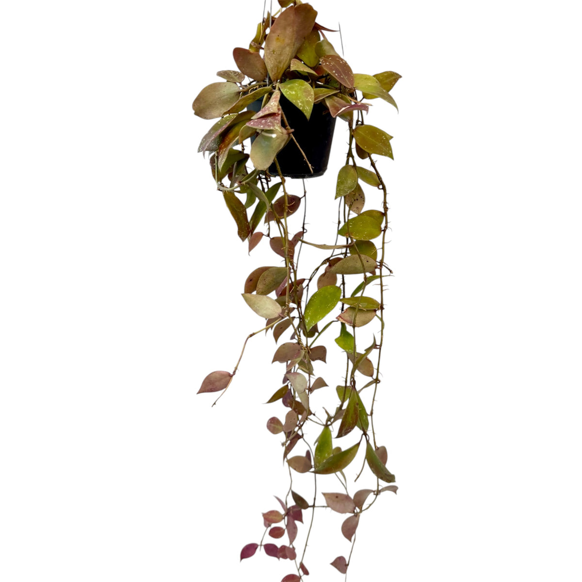 Hoya walliniana
