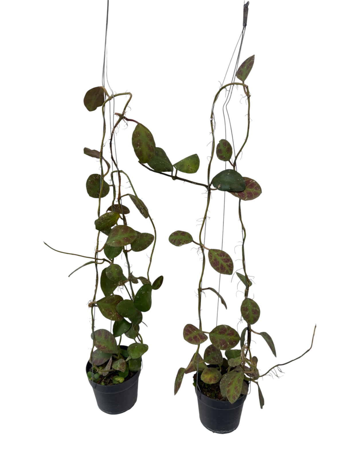 Hoya Waymaniae Vine