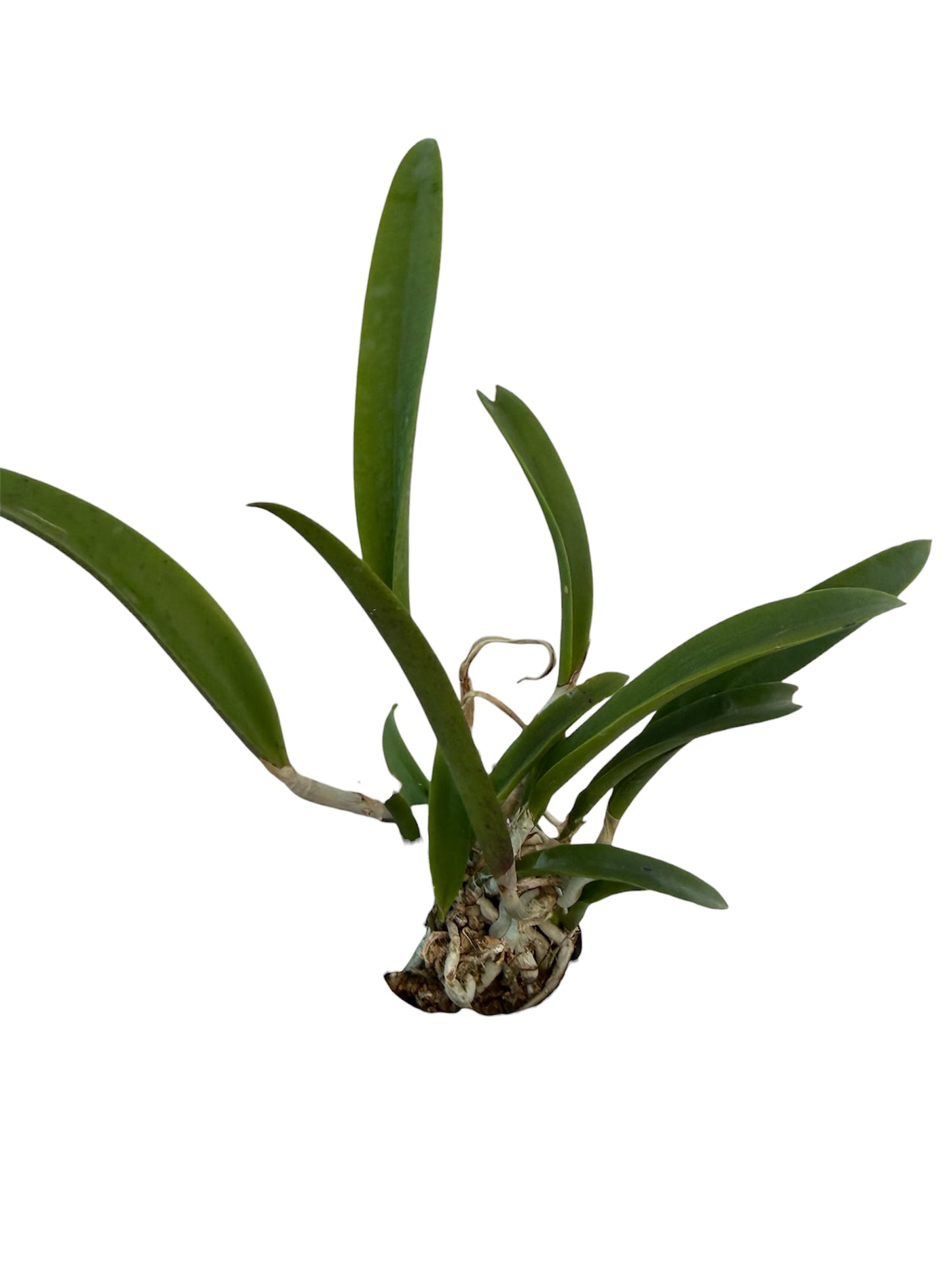 Orchid Brassocattleya Hippodamia