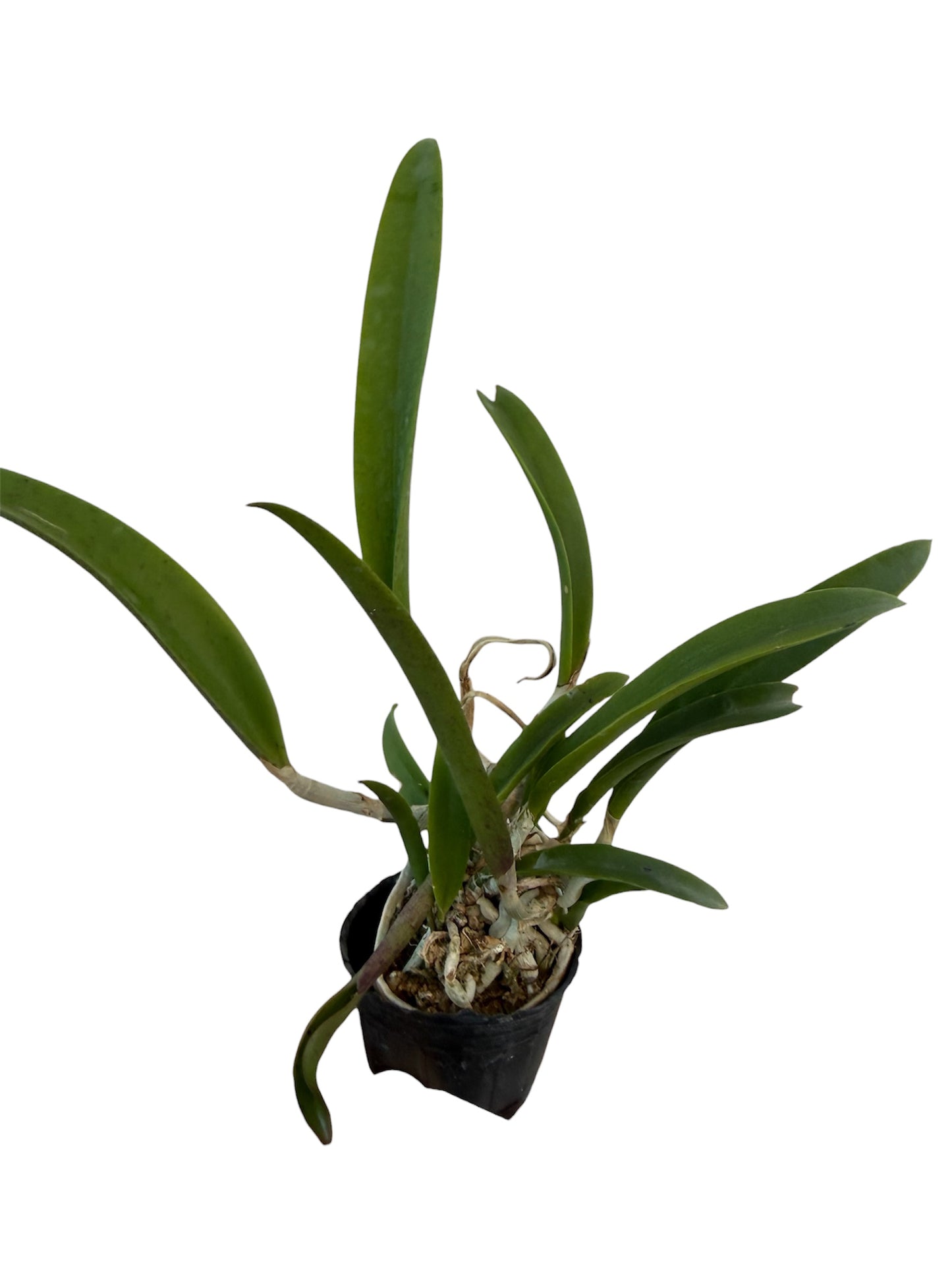 Orchid Brassocattleya Hippodamia
