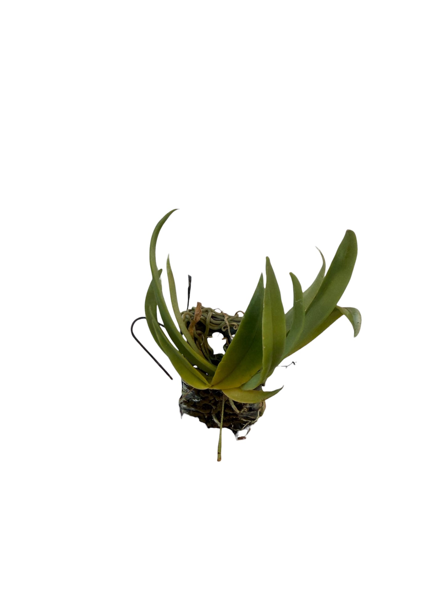 Orchid Grosourdya appendiculata
