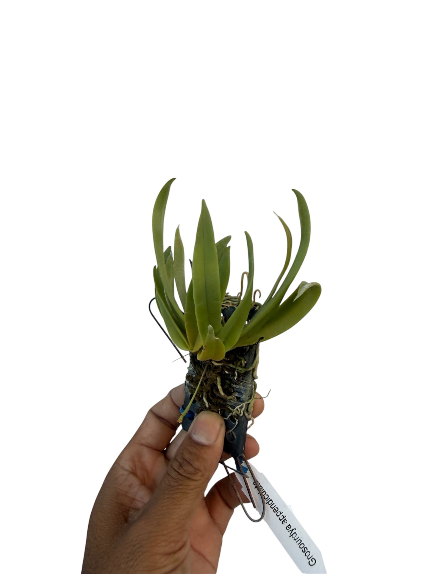Orchid Grosourdya appendiculata