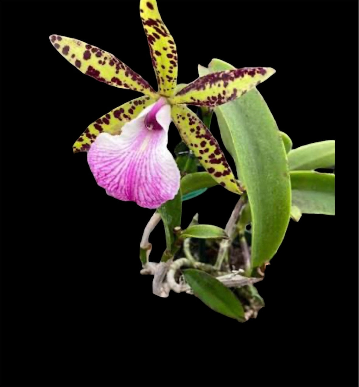 Orchid Brassocattleya Hippodamia