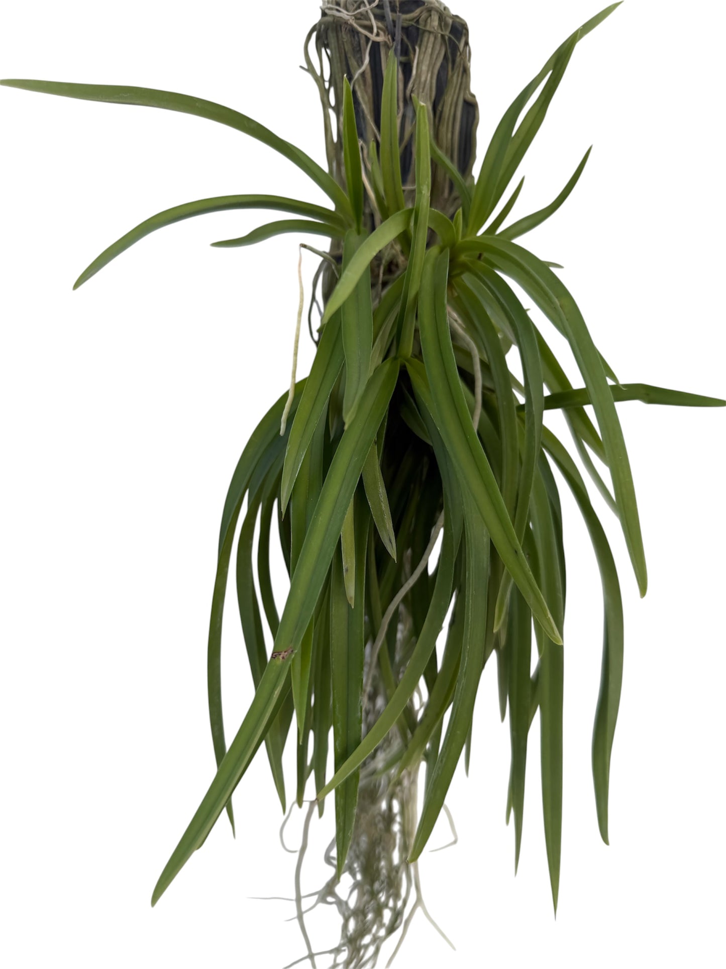 Orchid Neofinetia facata Pink