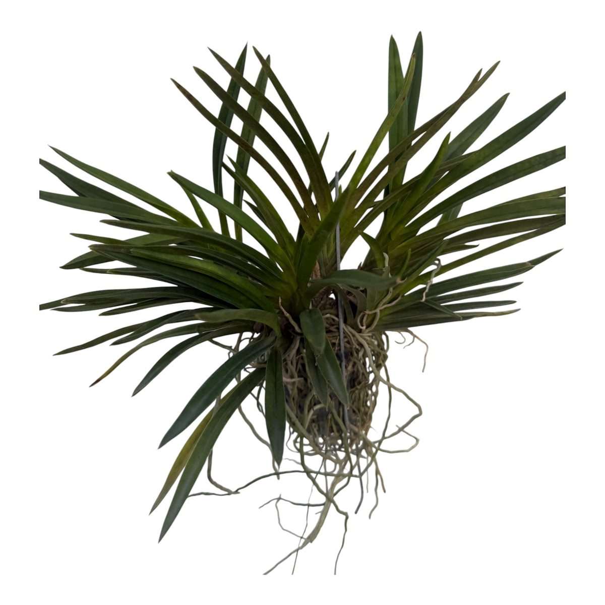 Orchid Neofinetia falcata White