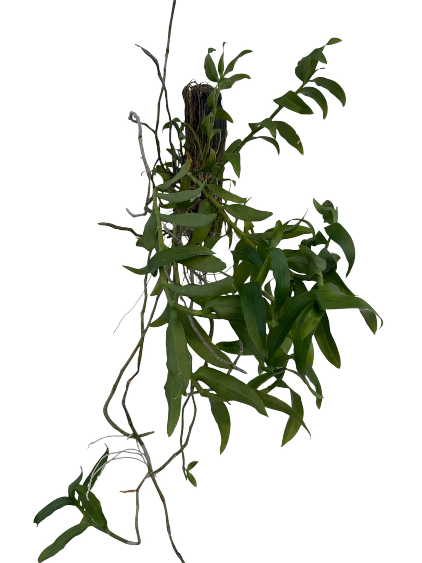 Orchid Dendrobium anosmum